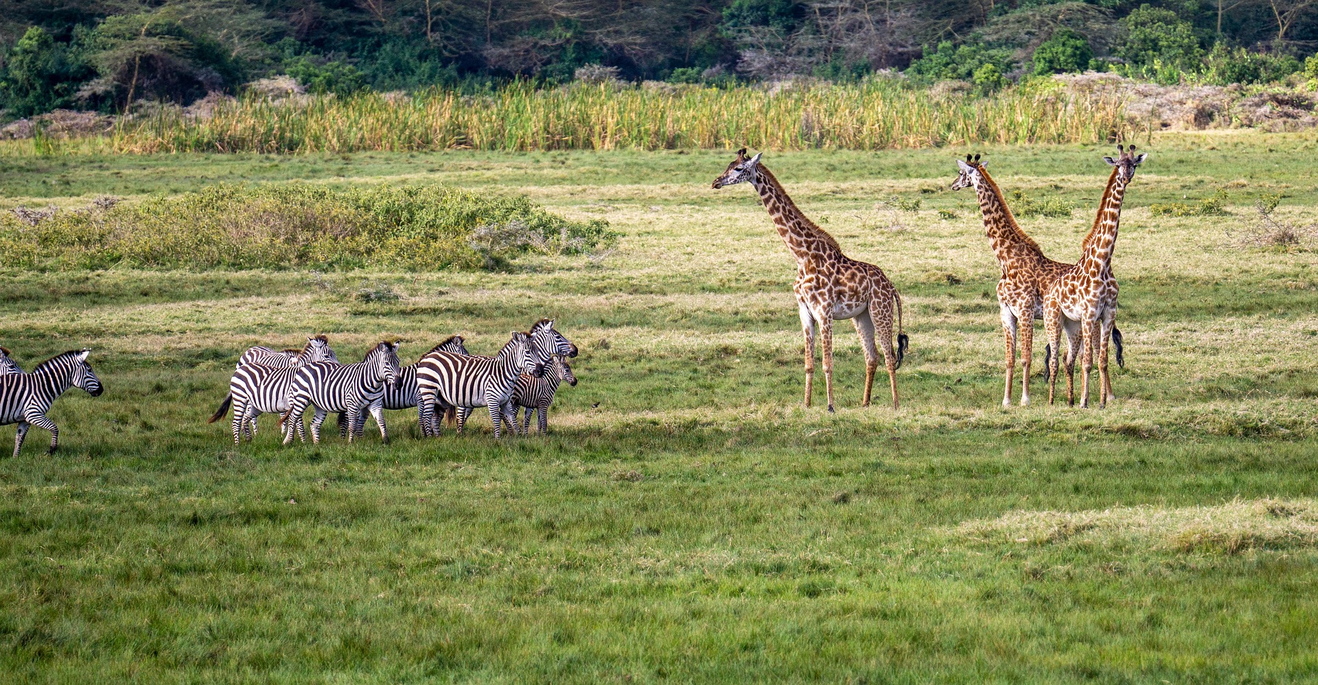 Giraffes in Arusha National Park