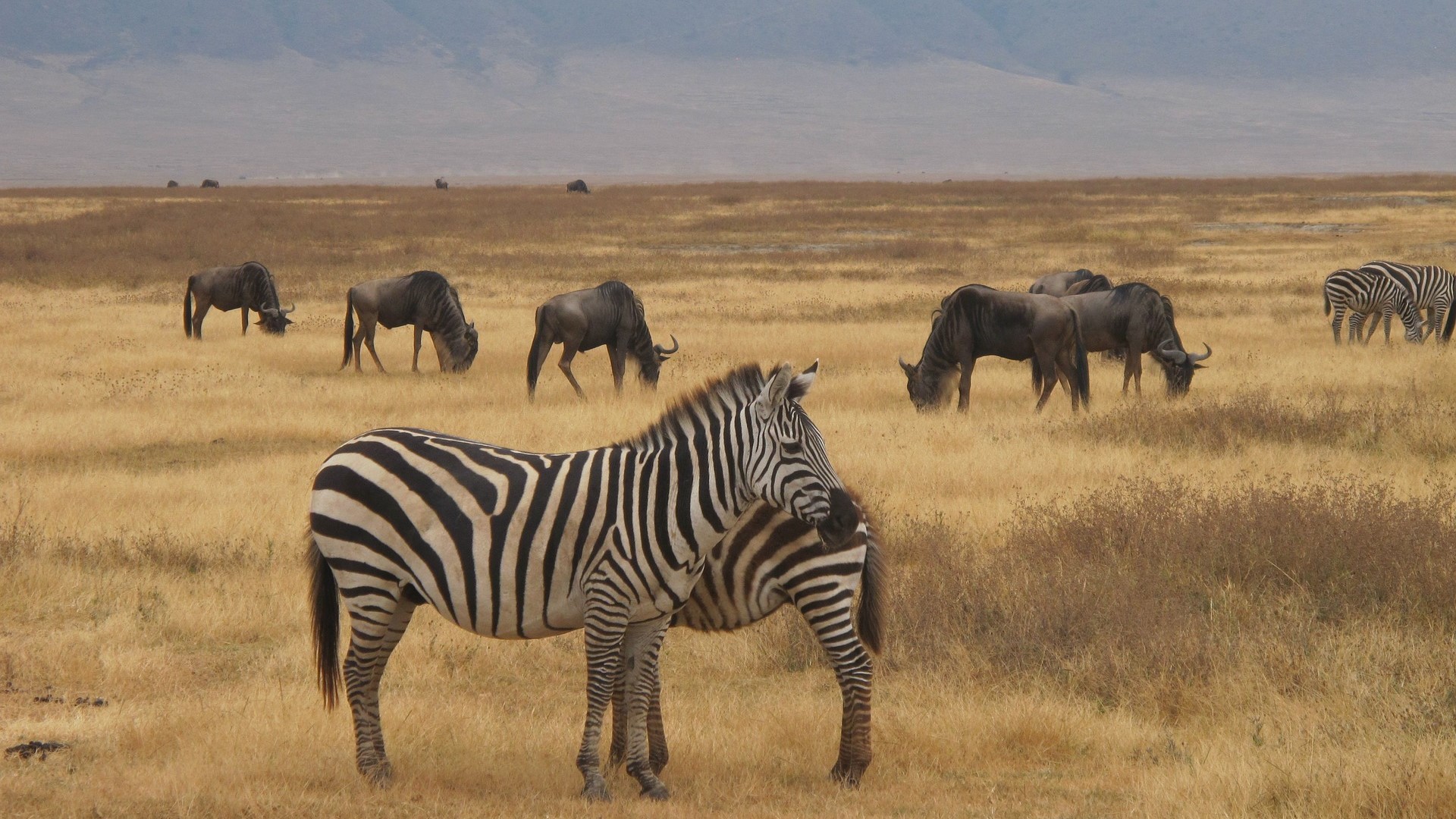 Zebra in Ngorongoro Crater