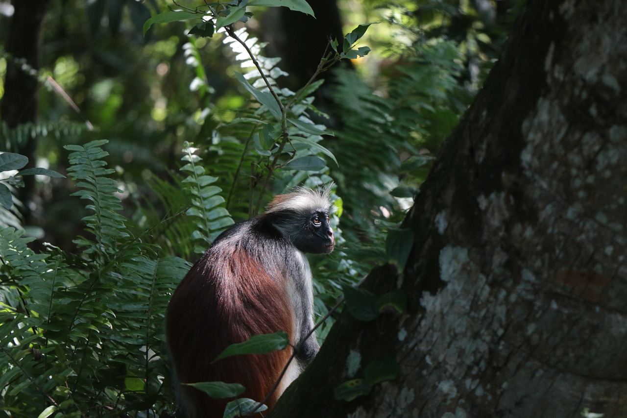 monkey, zanzibar, trees