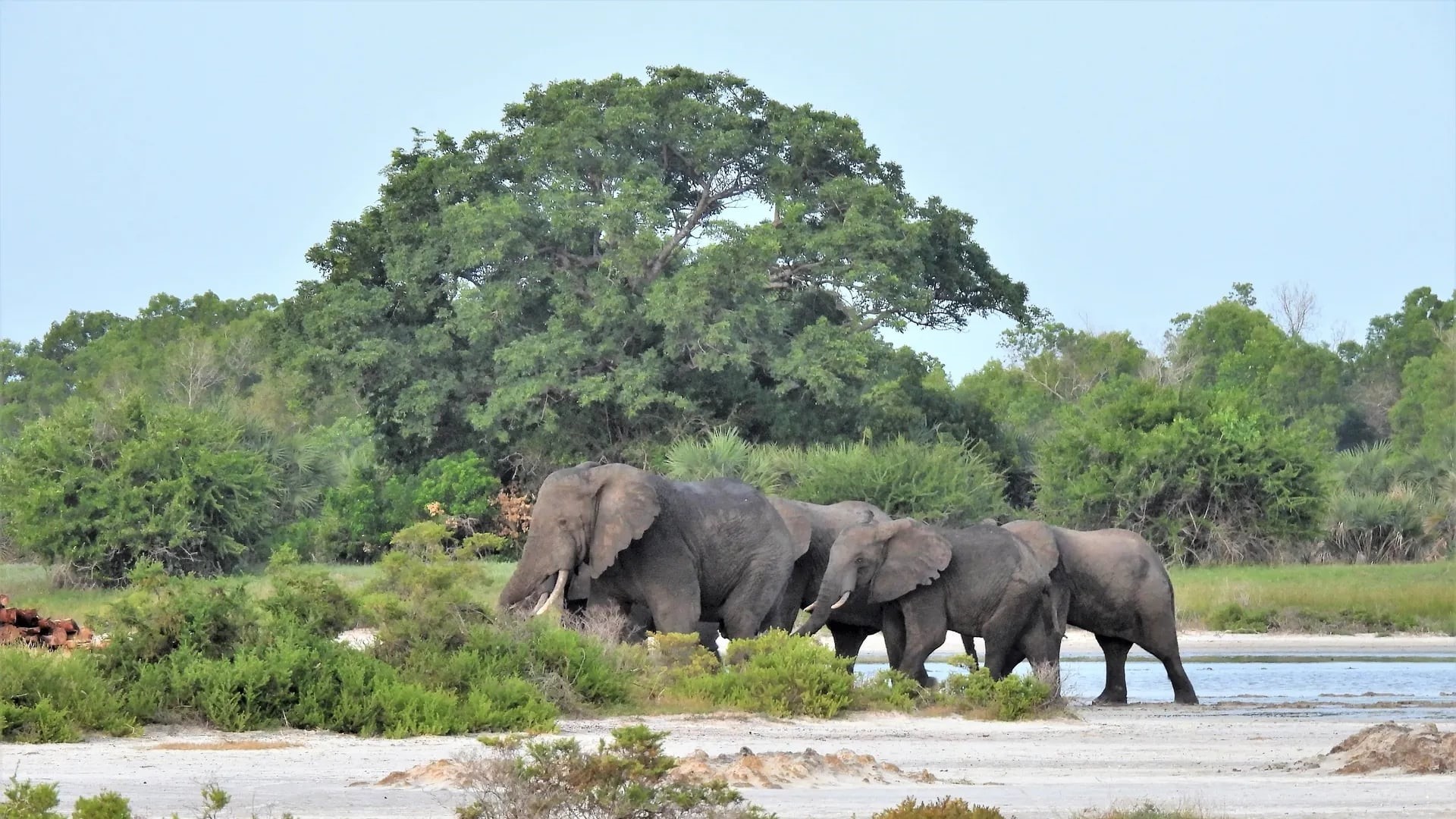 Elephants in Saadani Nationa Park Tanzania