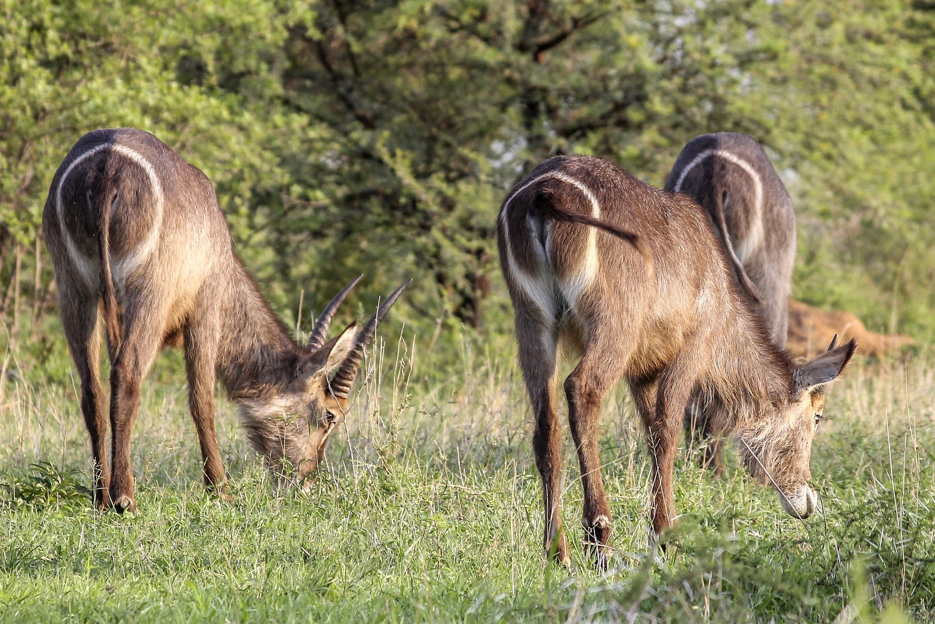 Kudus in Ruaha National Park