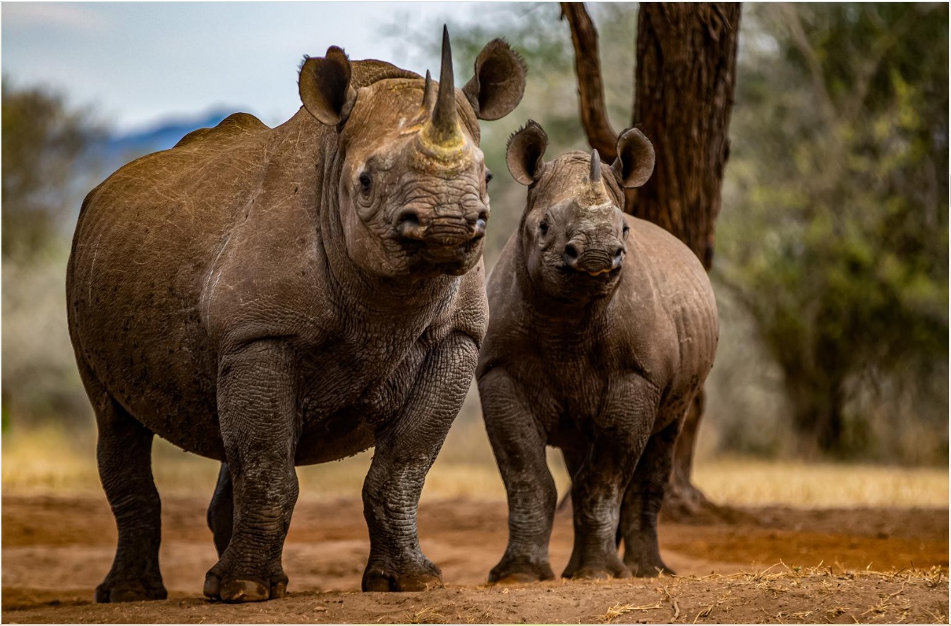 Rhinoceroses in Mkomazi National Park Tanzania