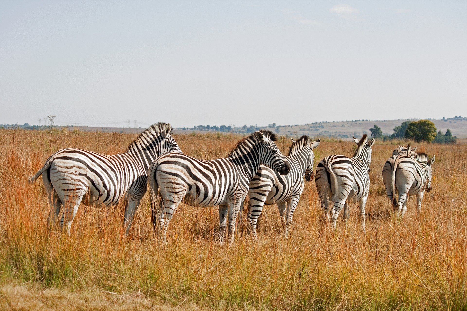 Zebra in Mikumi National Park