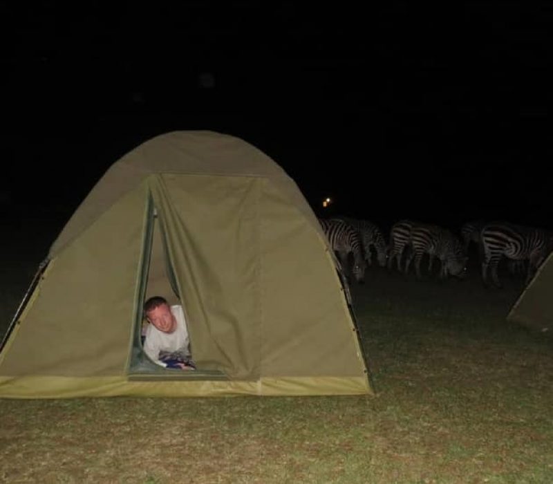 Zebra back of the tent