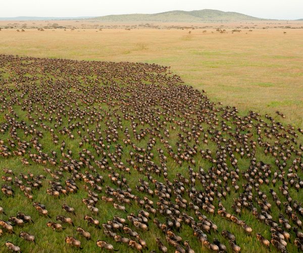 great migration serengeti